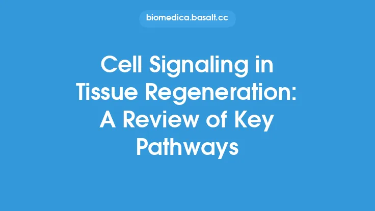 Cell Signaling in Tissue Regeneration: A Review of Key Pathways Thumbnail