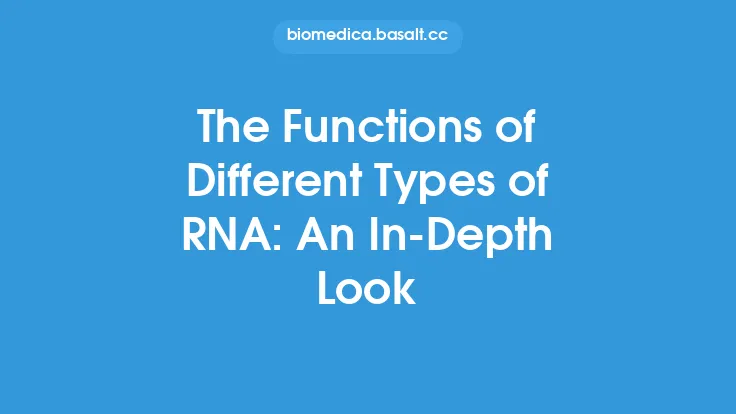 The Functions of Different Types of RNA: An In-Depth Look Thumbnail