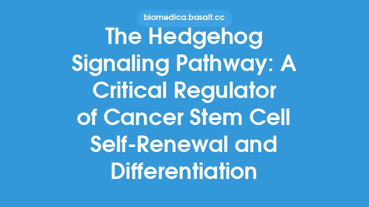 The Hedgehog Signaling Pathway: A Critical Regulator of Cancer Stem Cell Self-Renewal and Differentiation Thumbnail
