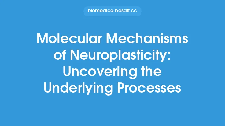 Molecular Mechanisms of Neuroplasticity: Uncovering the Underlying Processes Thumbnail