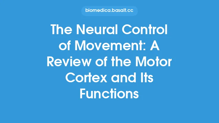 The Neural Control of Movement: A Review of the Motor Cortex and Its Functions Thumbnail