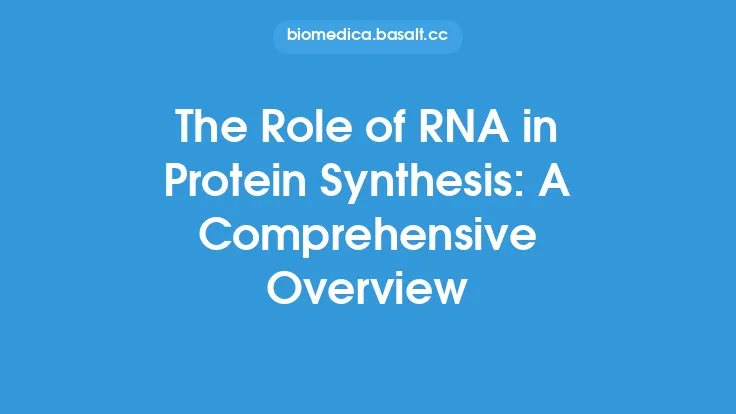The Role of RNA in Protein Synthesis: A Comprehensive Overview Thumbnail