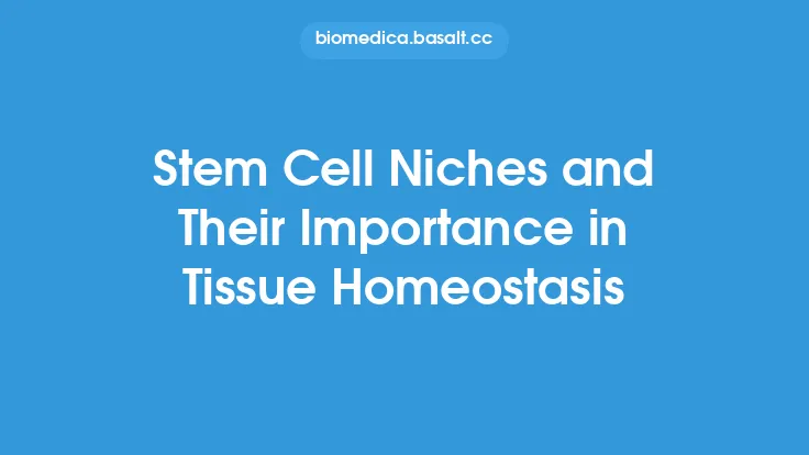Stem Cell Niches and Their Importance in Tissue Homeostasis Thumbnail