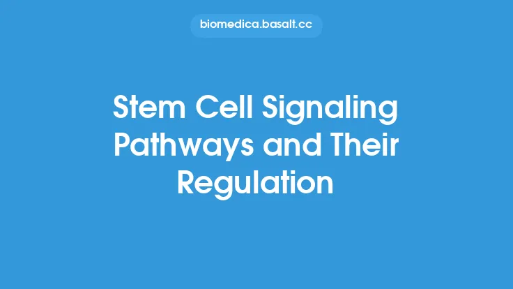 Stem Cell Signaling Pathways and Their Regulation Thumbnail