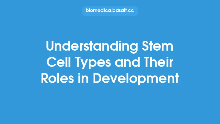 Understanding Stem Cell Types and Their Roles in Development Thumbnail